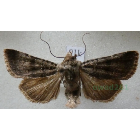 Chersotis fimbriola (Esper, 1803) Slovakia91k